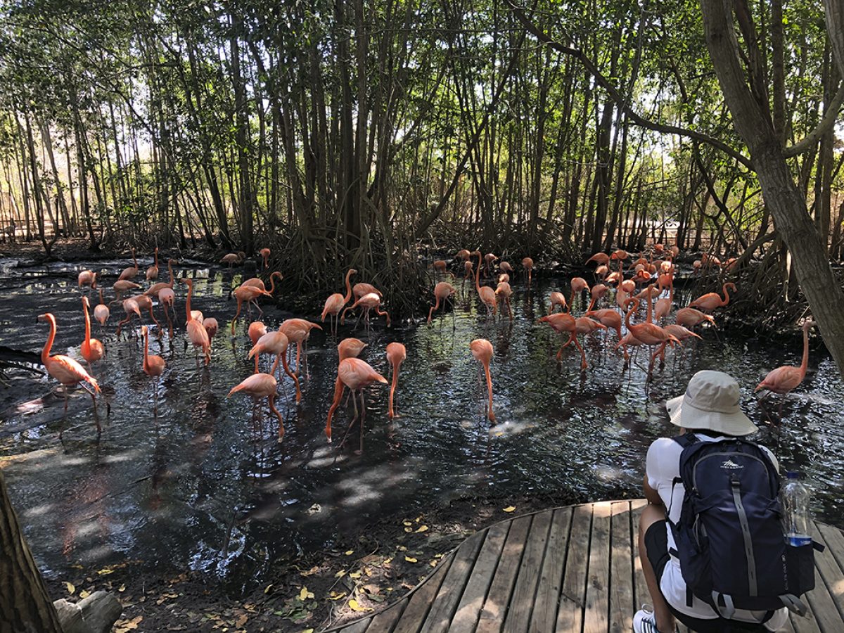 Cartagena National Aviary tour 5