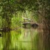 Mangrove tour Cartagena 3