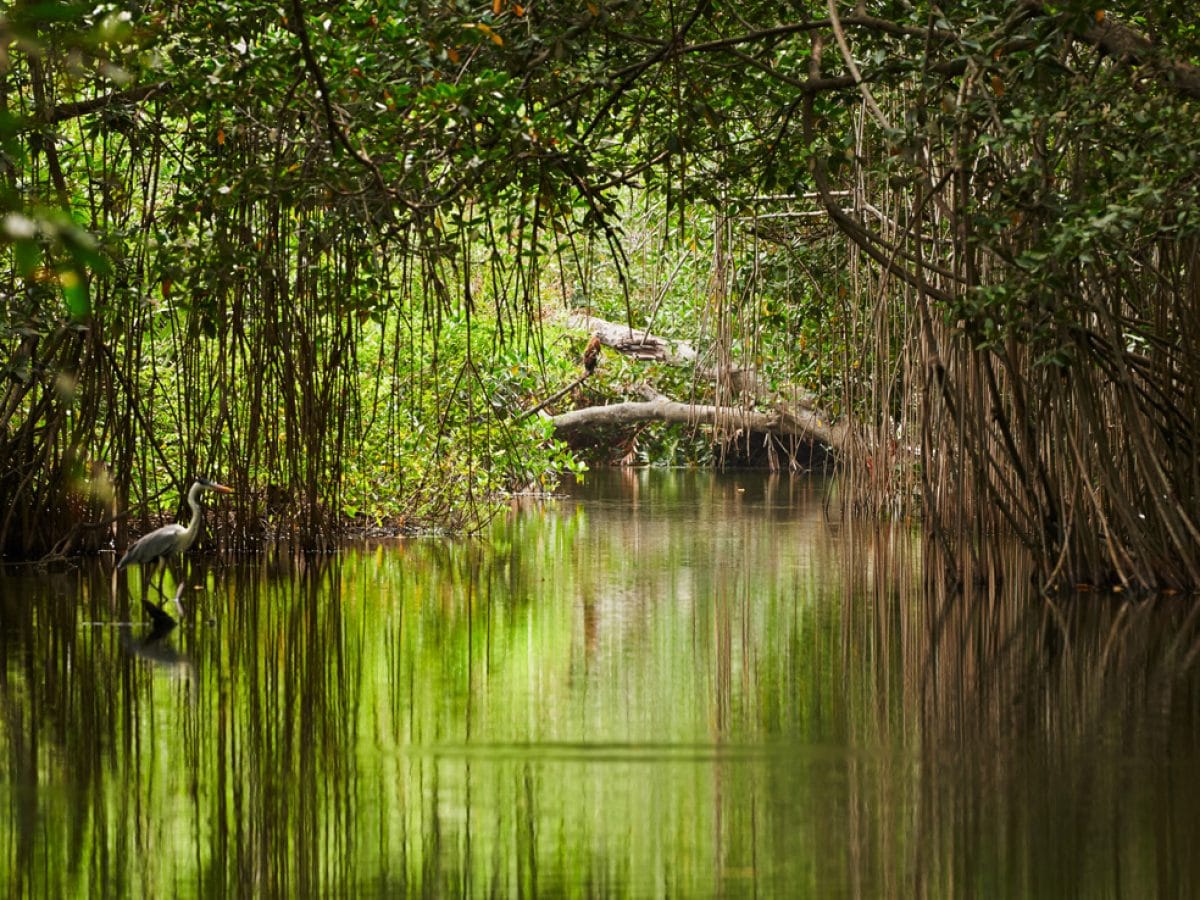 Mangrove tour Cartagena 3
