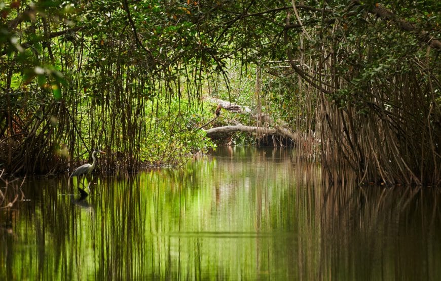 Mangrove tour Cartagena