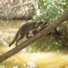 Mangrove tour Cartagena 4