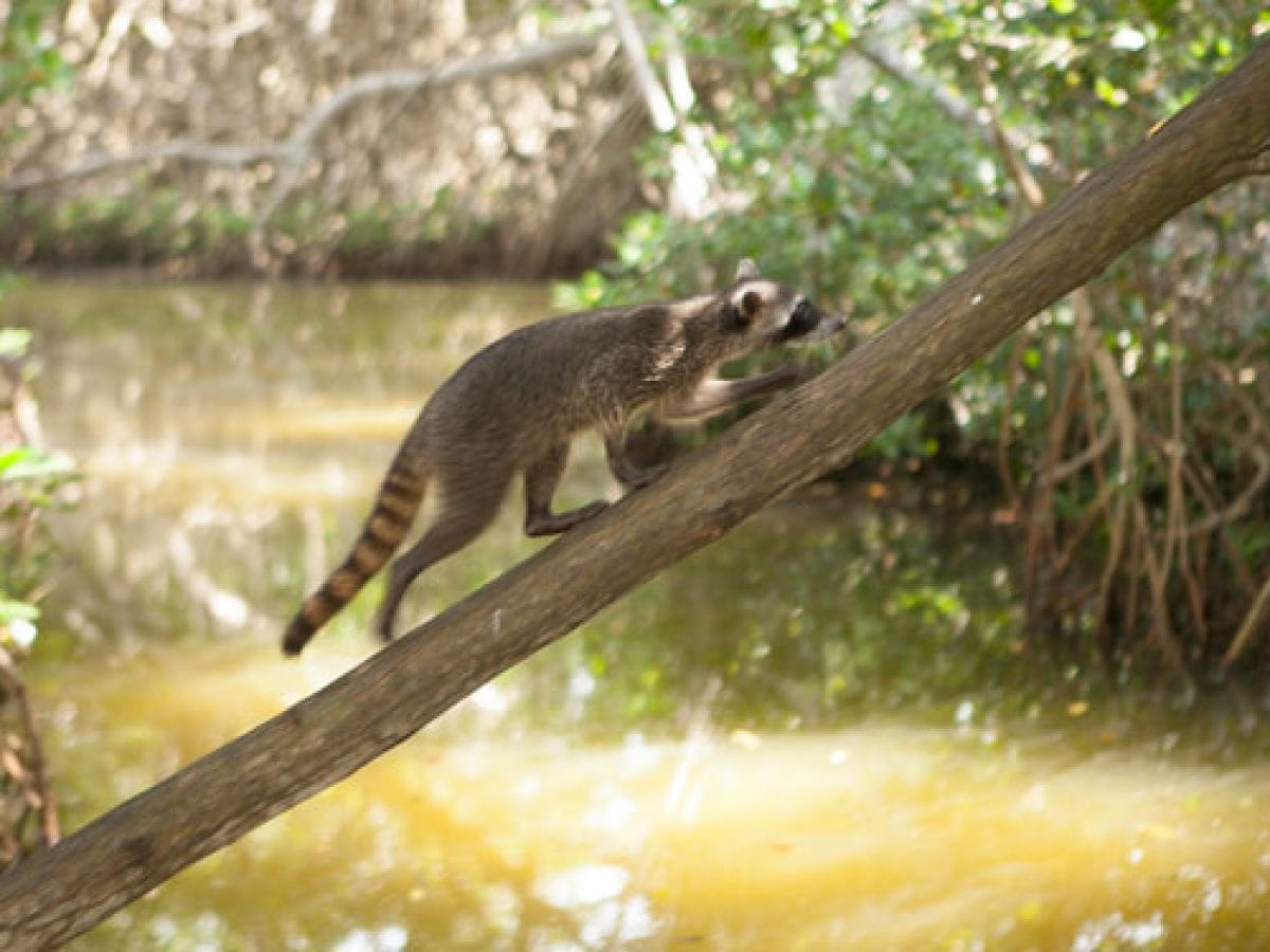 Mangrove tour Cartagena 4