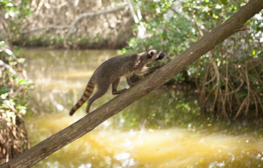 Mangrove tour Cartagena